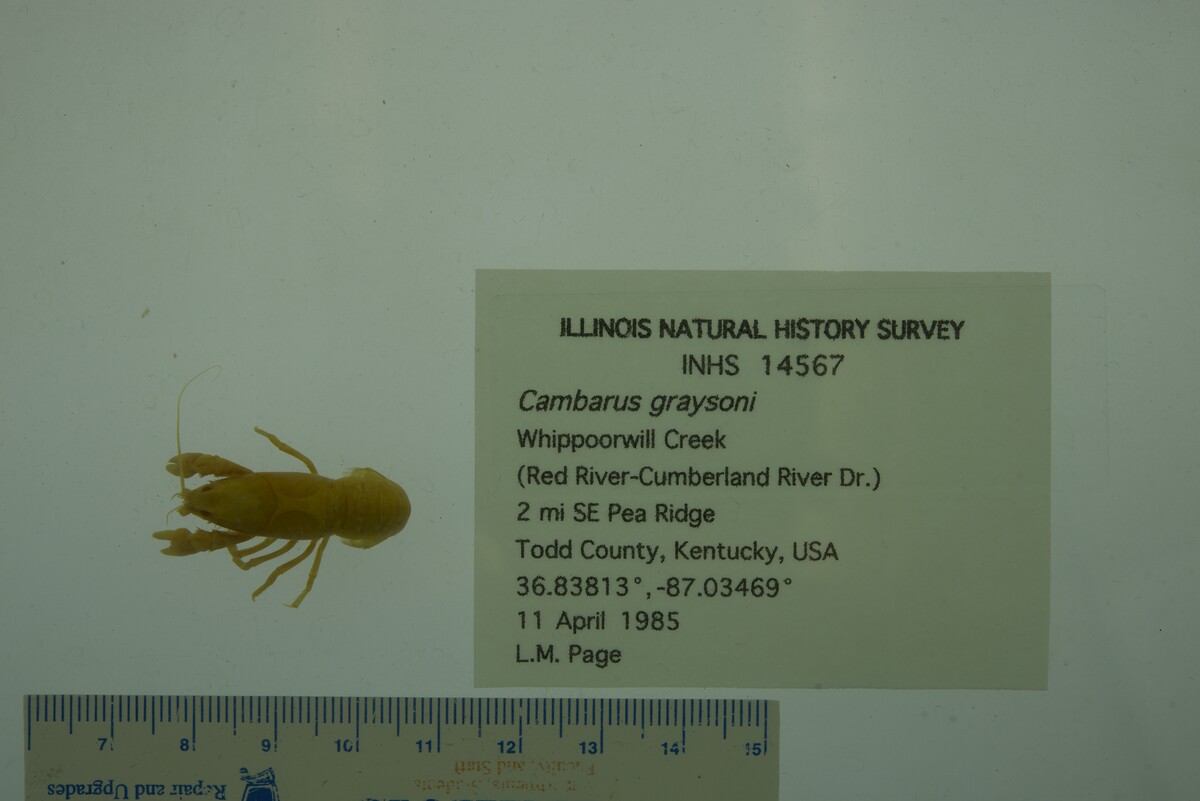 Cambarus graysoni image